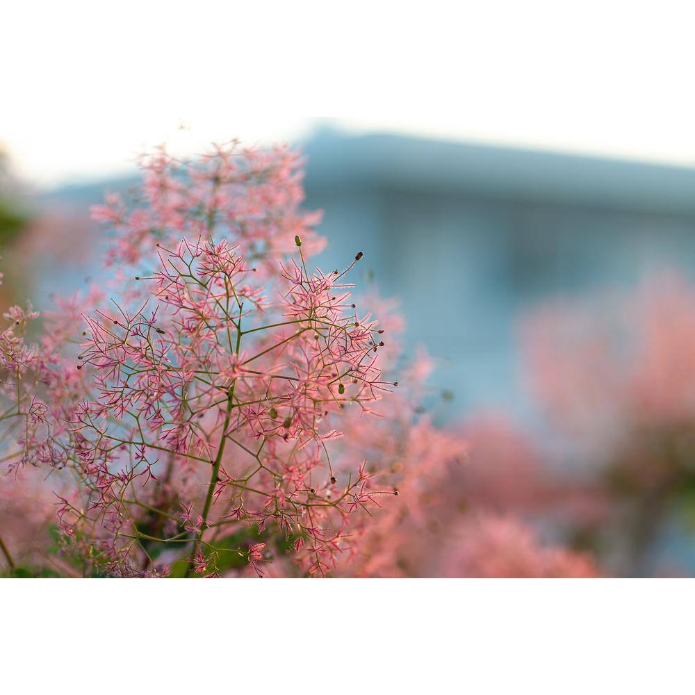 BELL NURSERY 3 Gal. Royal Purple Smokebush Live Flowering Shrub with Purple Foliage and Pink-Purple Flowers (1-Pack) SMOKE3RLP1PK