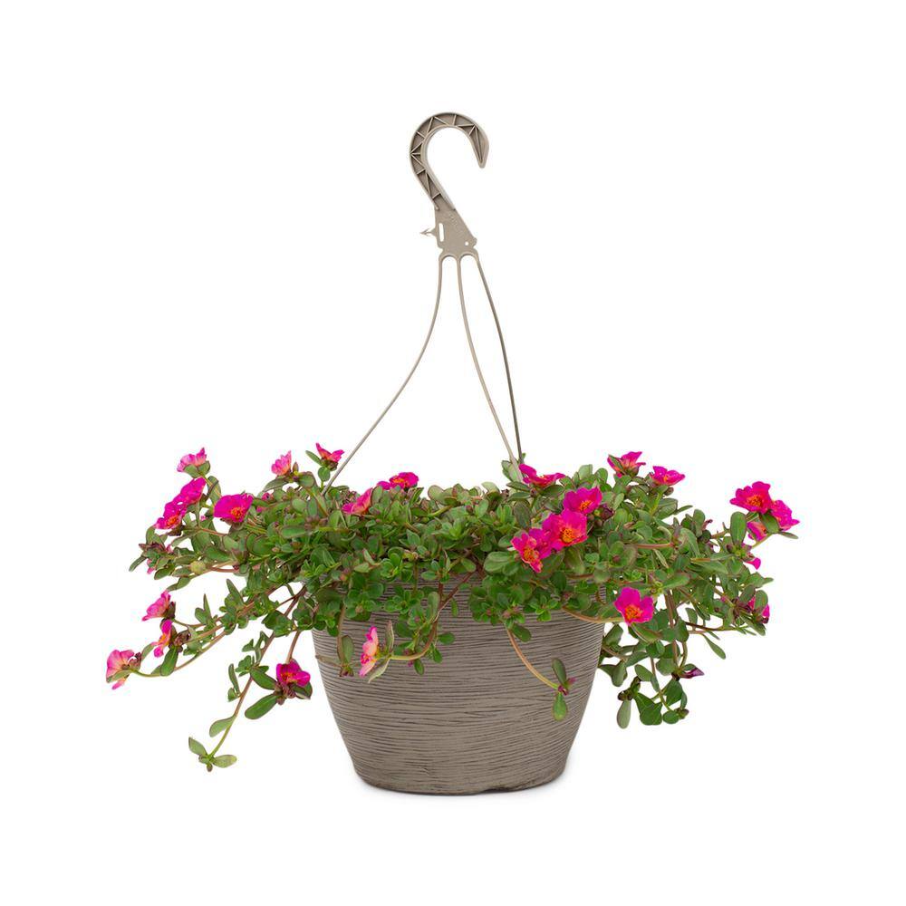 Vigoro 1.8 Gal. Purslane Plant Purple Flowers in 11 in. Hanging Basket DC11HBPURSPUR