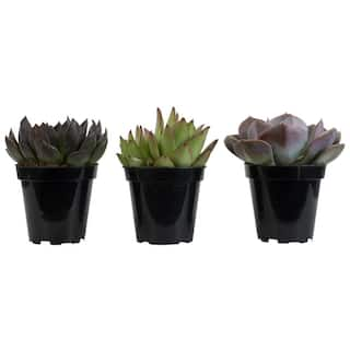 SMART PLANET 9 cm. Assorted Desert Rose Echeveria Succulent Plant (3-Pack) 0881005