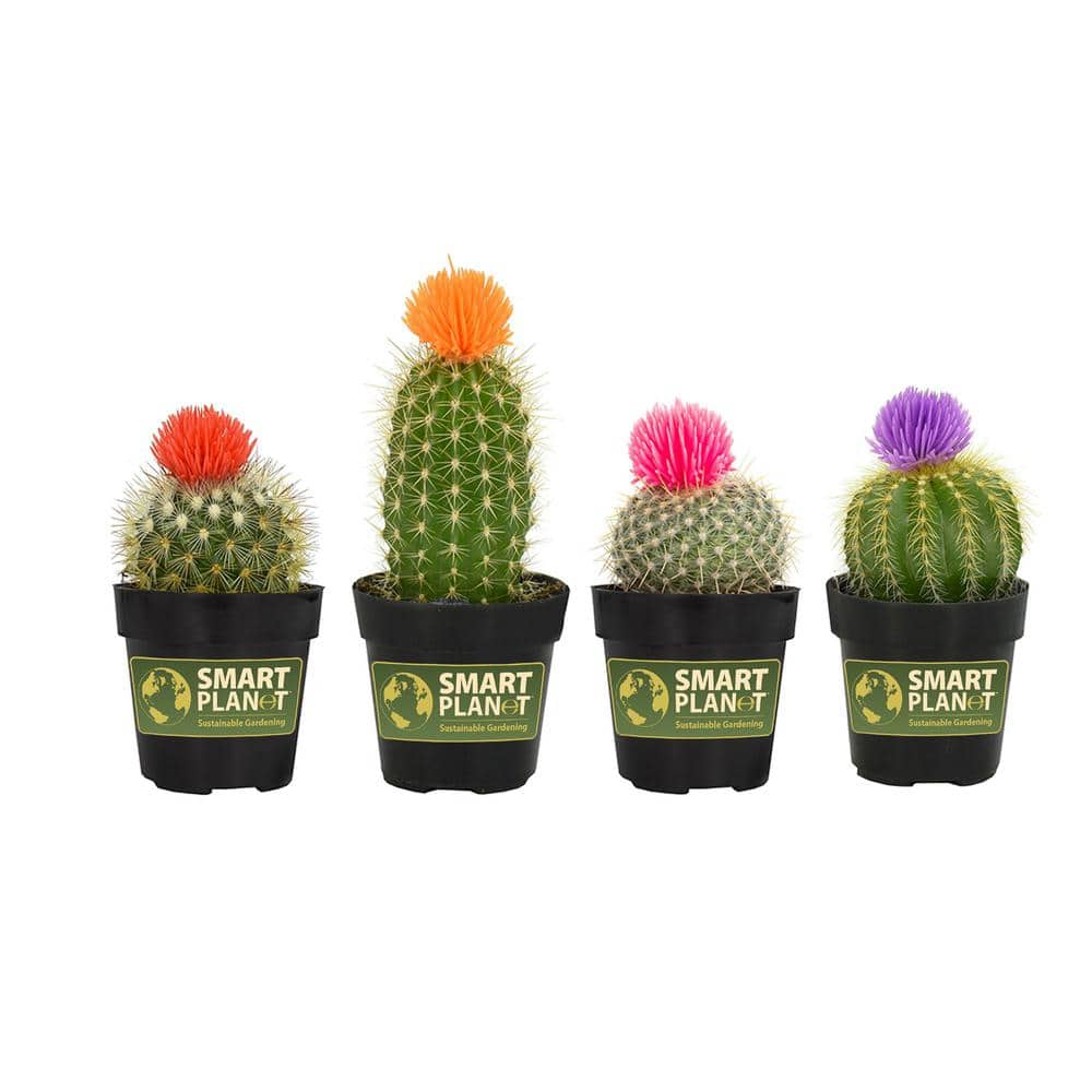 SMART PLANET 2.5 in. Cactus with Faux Flower Plant Collection (4-Pack) 0880047