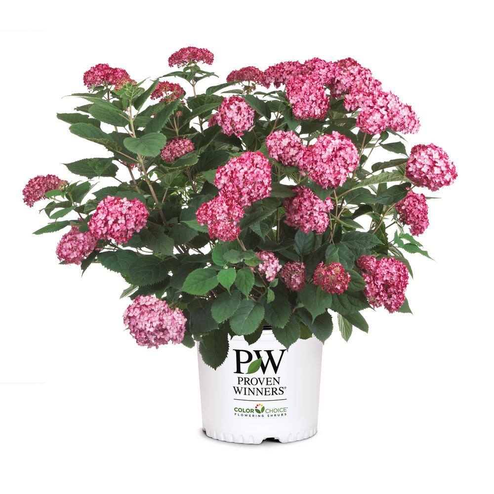 PROVEN WINNERS 2 Gal. Invincibelle Ruby Hydrangea Shrub with Ruby Red and Pink Silvery Blooms 17108