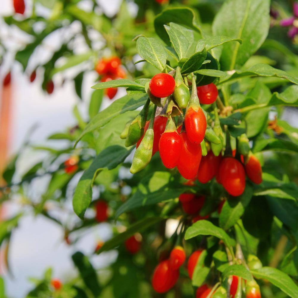 national PLANT NETWORK 3 gal. Goji Berry HD1842