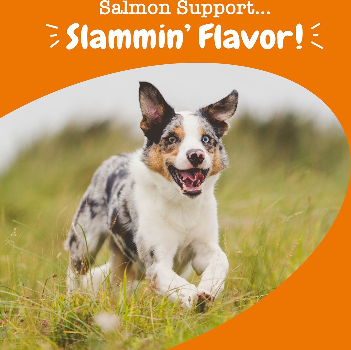 Zesty Paws Salmon Bites Salmon Flavored Soft Chews Skin and Coat Supplement for Dogs