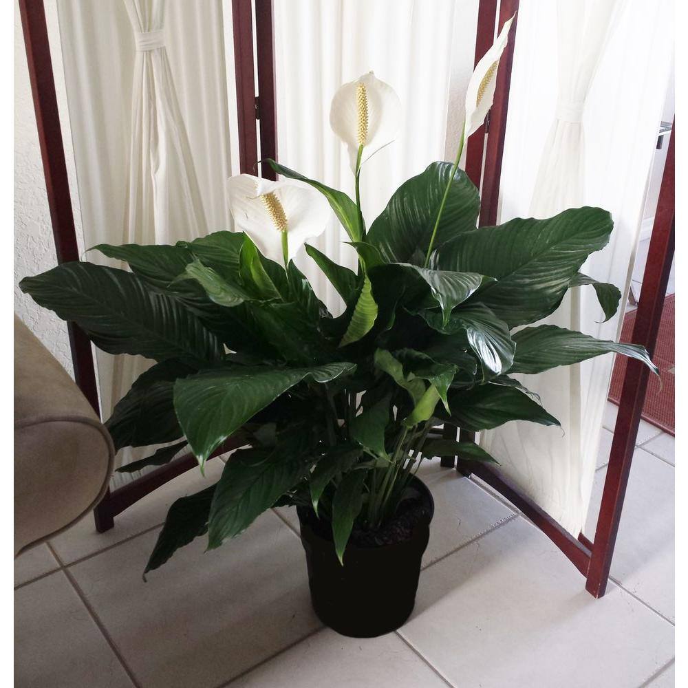 Costa Farms Spathiphyllum Peace Lily Indoor Plant in 9.25 in. White Paradise Planter Avg. Shipping Height 2-3 ft. Tall CO.3.ST10.PARWT