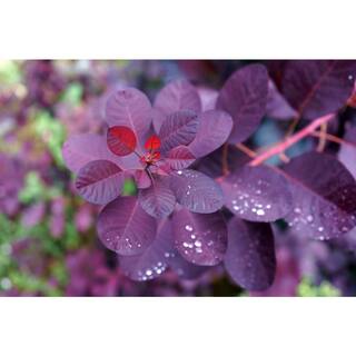 BELL NURSERY 3 Gal. Royal Purple Smokebush Live Flowering Shrub with Purple Foliage and Pink-Purple Flowers (1-Pack) SMOKE3RLP1PK