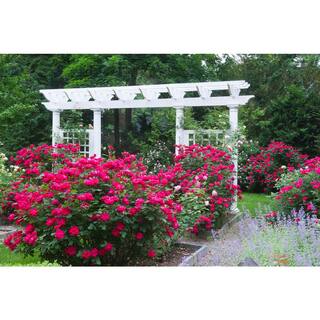 KNOCK OUT 1 Gal. Red Double Knock Out Live Rose Bush with Red Flowers 71371