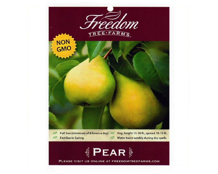 Freedom Tree Farms Bartlett Pear Tree in 5 Gallon Bucket