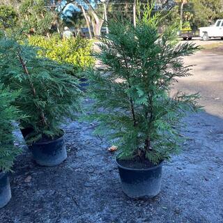 3 Gal. Leyland Cypress Non Flowering Shrub LEYL001G3