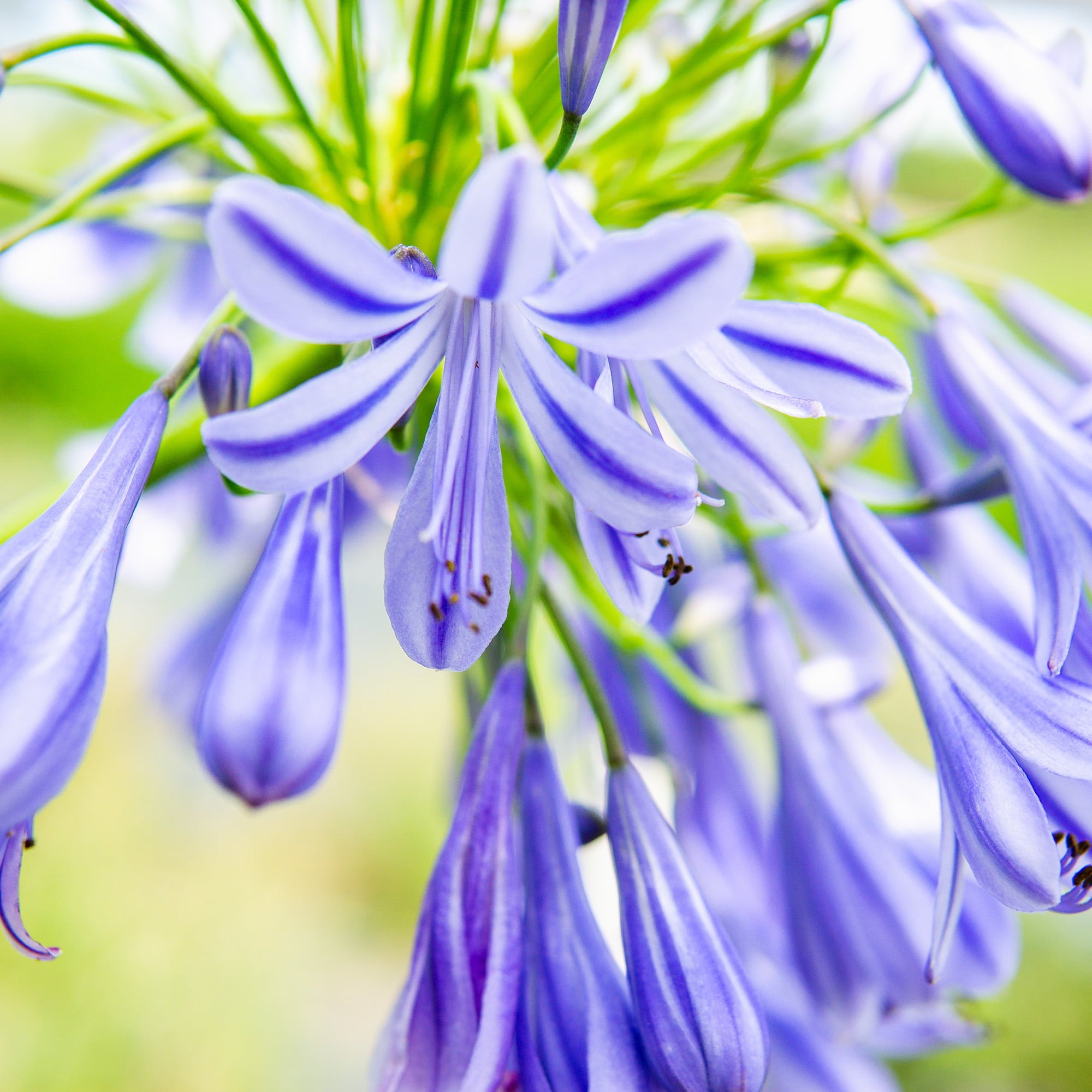 1 Gal. Blue Agapanthus - Lily of the Nile - Evergreen