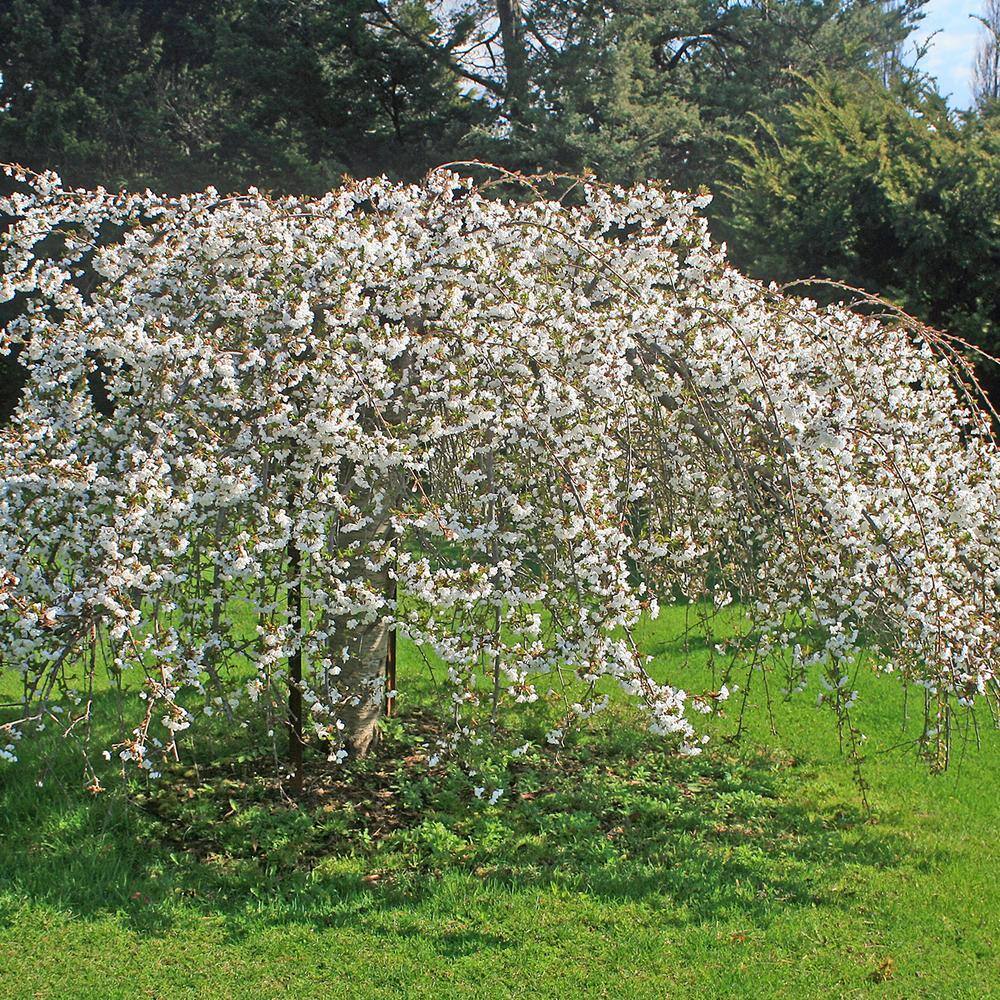 Perfect Plants 4-5 ft. Tall Yoshino Weeping Cherry Tree in Grower's Pot Elegant Cascading Foliage with White Blooms THD00519