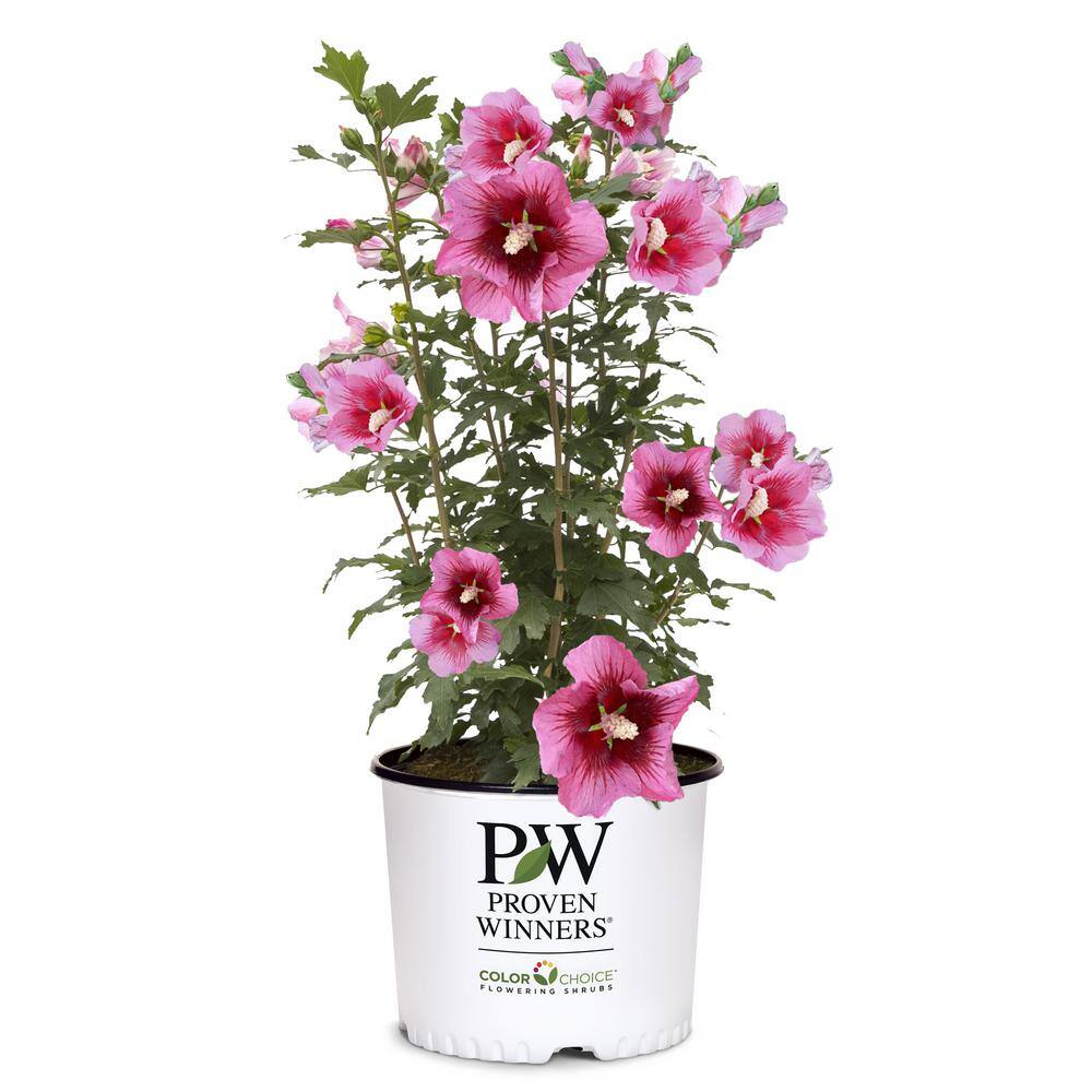 PROVEN WINNERS 2 Gal. Red Pillar Rose of Sharon (Hibiscus) Shrub with Dark Pink Flowers with Red Centers 17624
