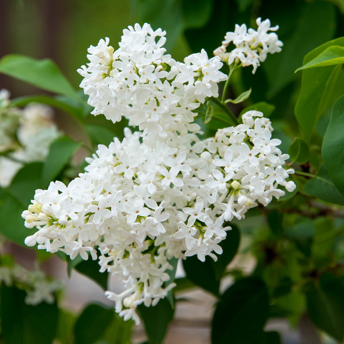 Snowy Beach Party White Flowering Lilac Dormant Bare Root Flowering Starter Shrub (1-Pack)