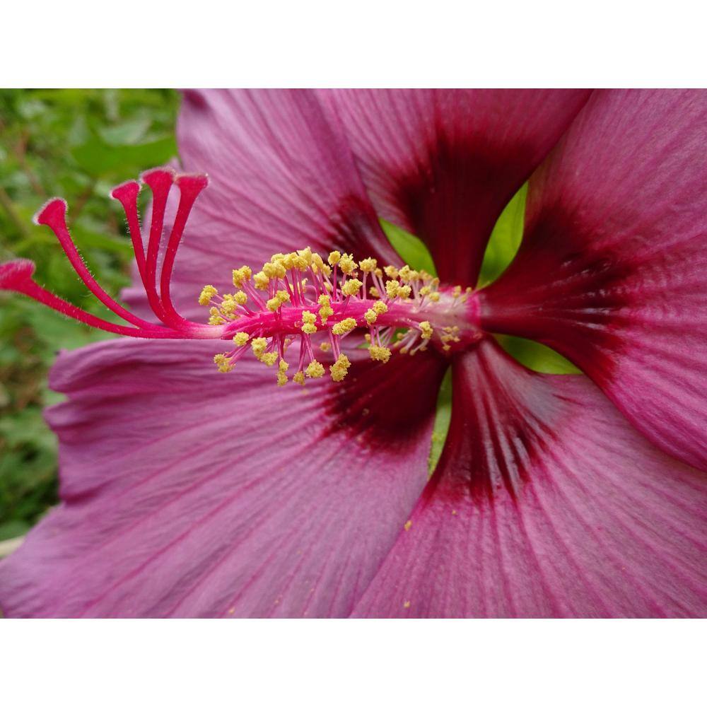 SEASON TO SEASON 1 Gal. Summer Spice with Purple Blooms Plumb Flambe Hibiscus Plant 18061