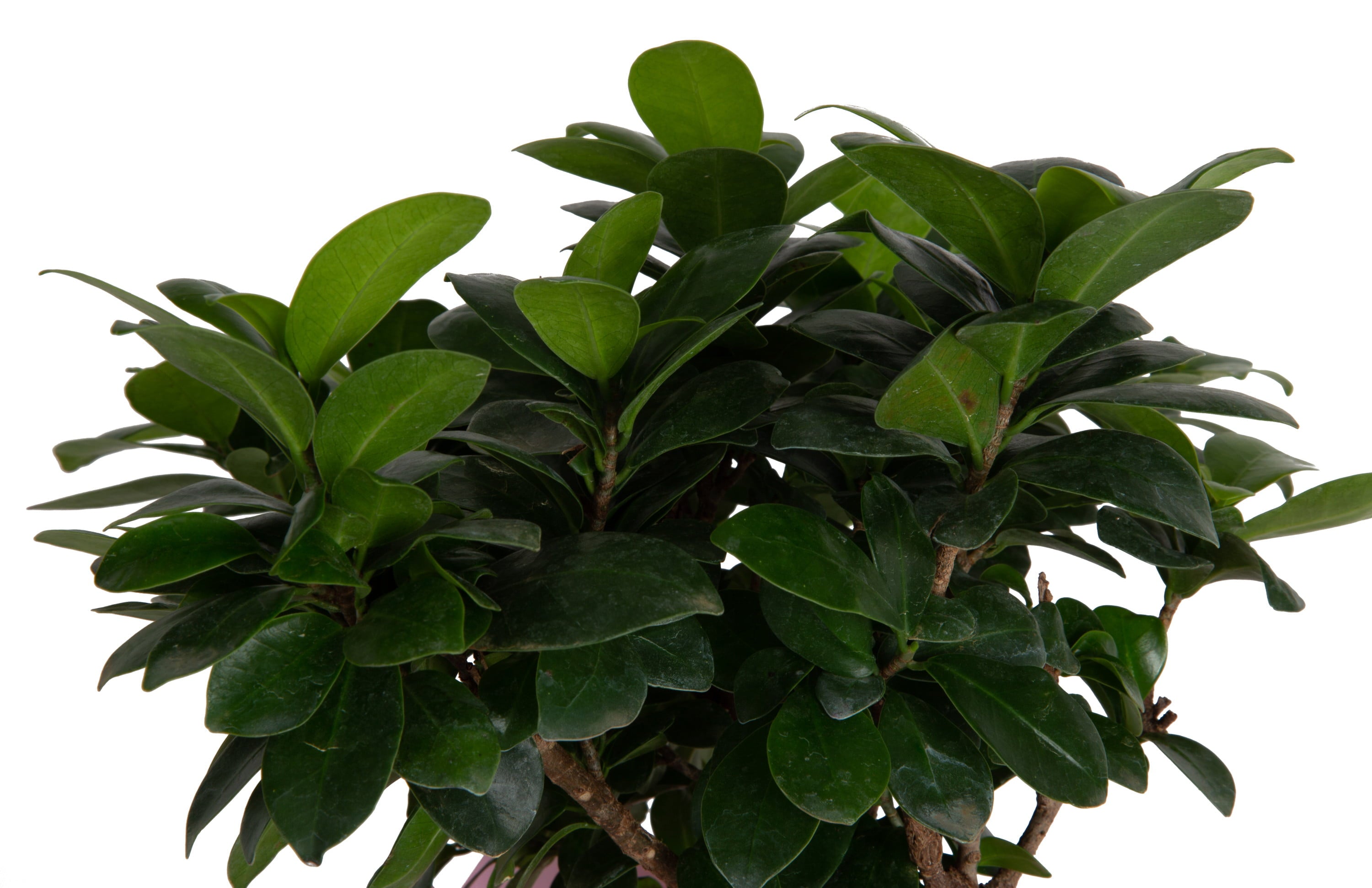 Costa Farms  Live Indoor 21in. Tall Green Bonsai; Bright， Indirect Sunlight Plant in 6in. Gift Wrap