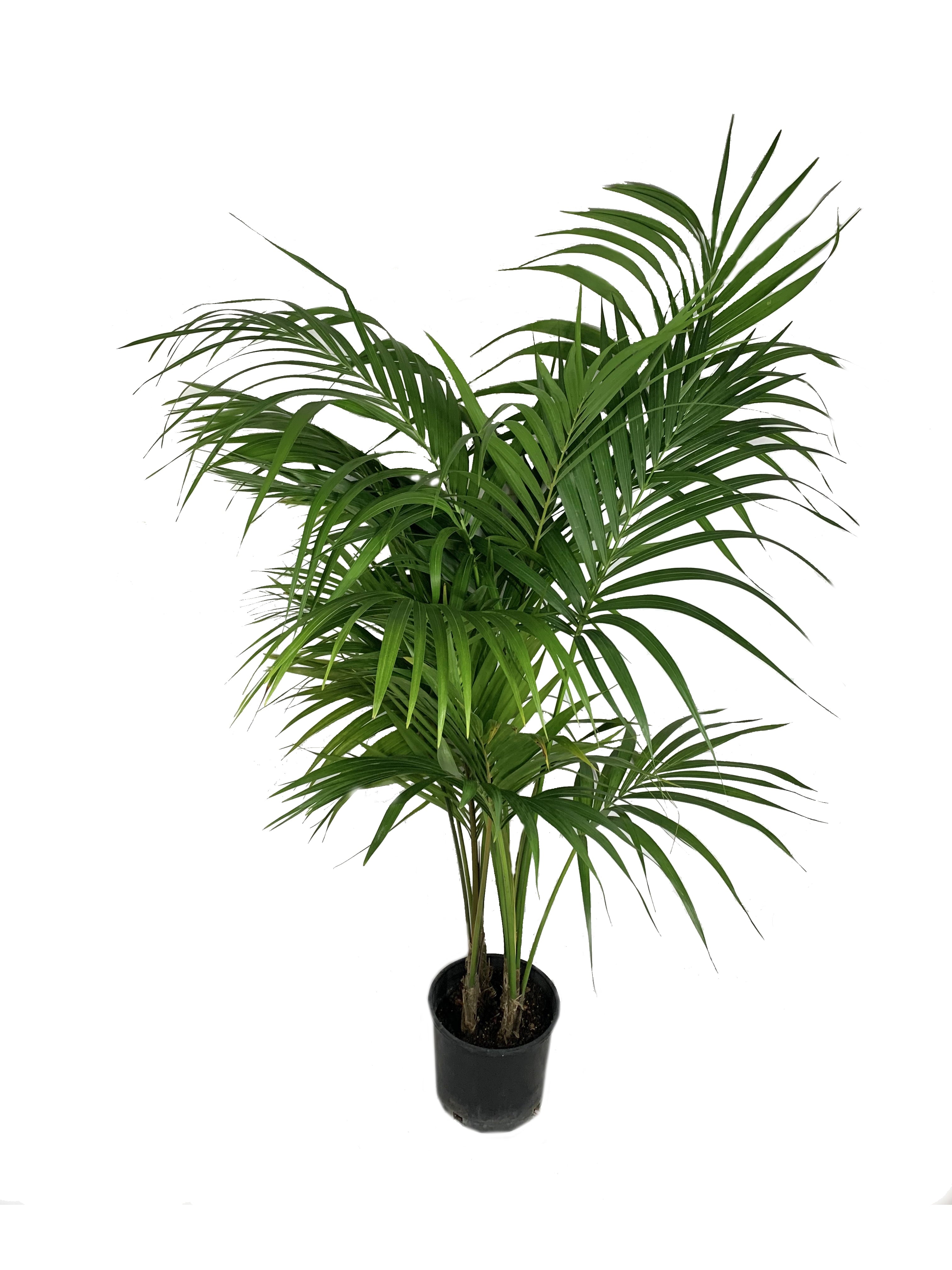 Wekiva Foliage - Kentia Palm - Howea Forsteriana - Live Plant in an 10 inch Growers Pot - Beautiful Clean Air Indoor Outdoor Houseplant