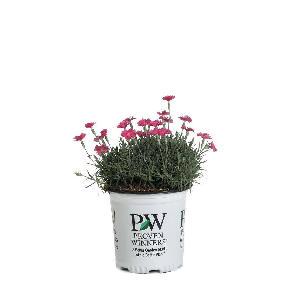 PROVEN WINNERS 0.65 Gal. Paint The Town Magenta (Dianthus) Live Plant Purple Flowers DIAPWP2017103