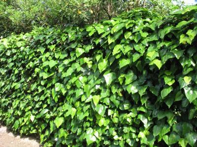 Classy Groundcovers - Algerian Ivy  {25 Pots - 3 1/2 inch Square}