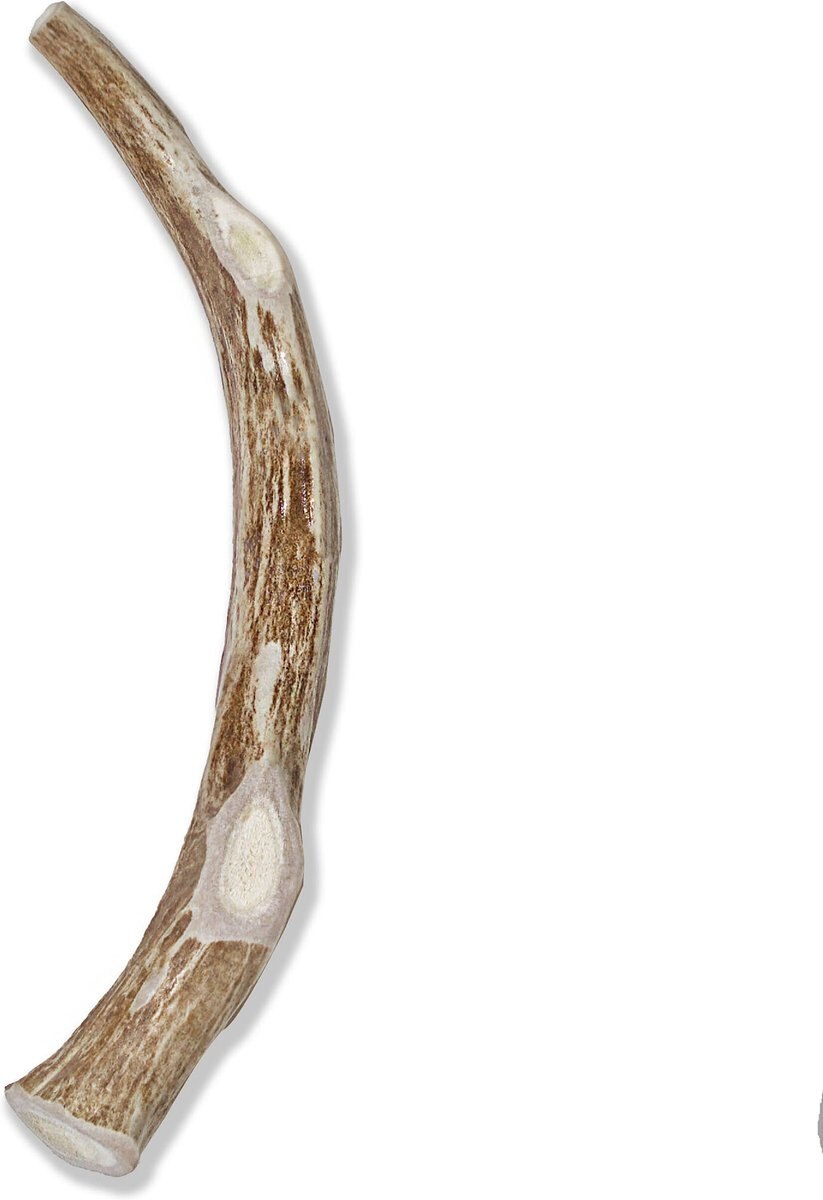 Prairie Dog Whole Deer Antler Dog Chews， 9 - 10.5 in