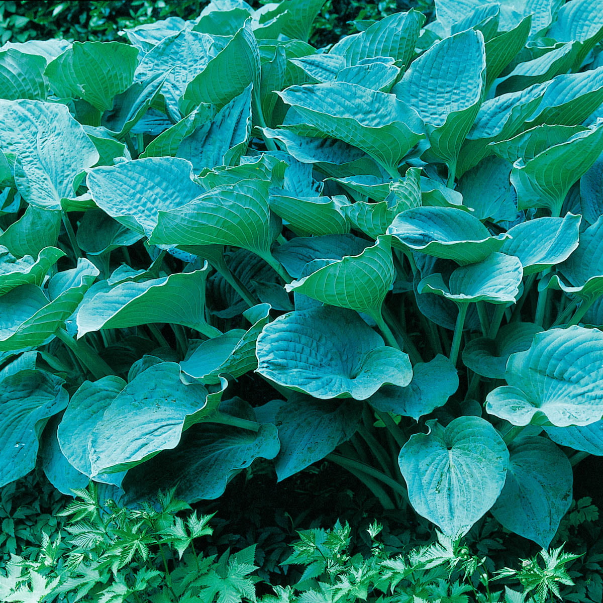 Colossal Blue Hosta Dormant Bare Root Shade Loving Perennial Plant， 1-Pack