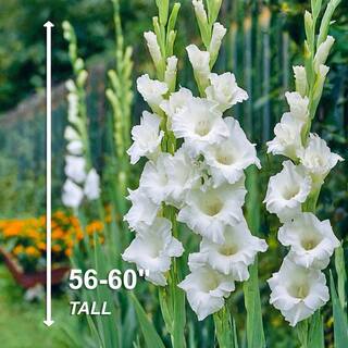 Garden State Bulb 12 cm14 cm White Polar Bear Gladiolus Flower Bulbs (Bag of 30) ECS-173-30-01