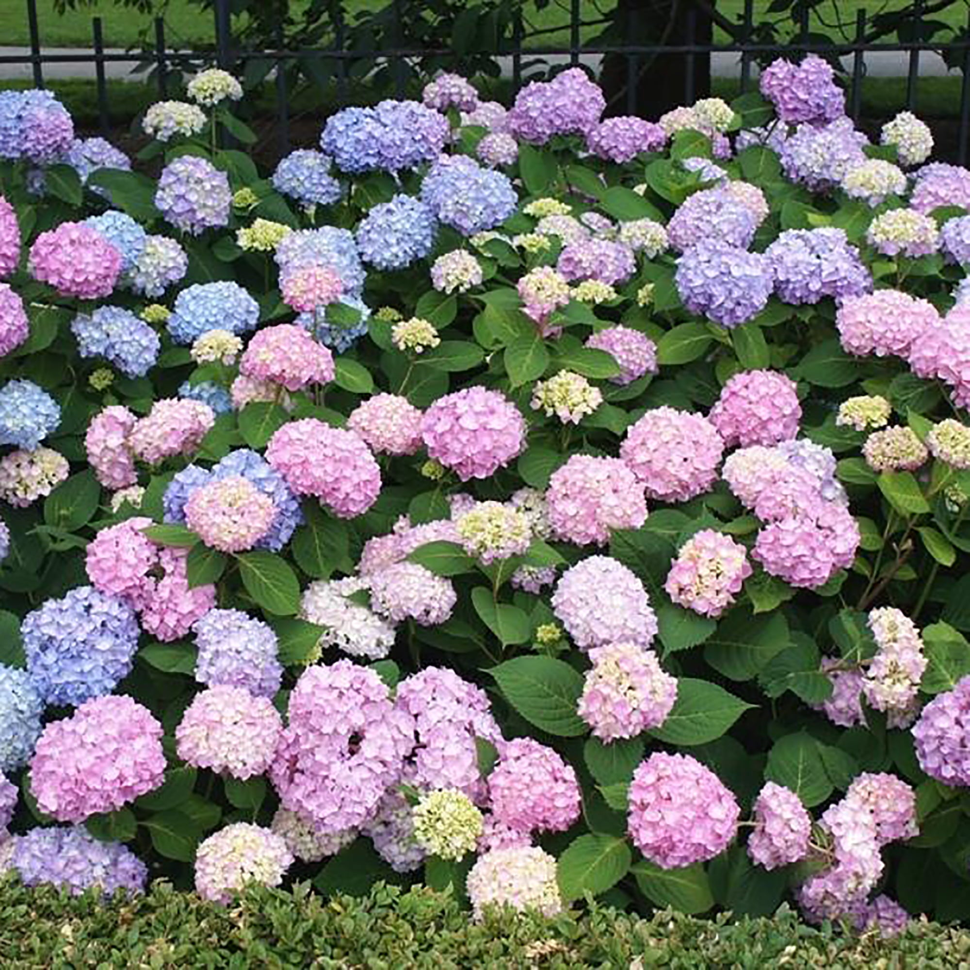 Endless Summer Hydrangea Original Shrub 5 Gallon