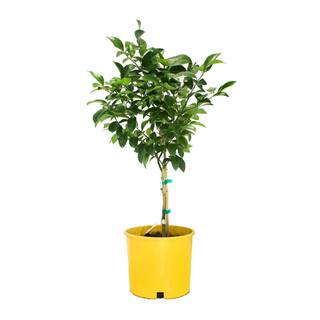 Alder  Oak 3 Gal. Meyer Lemon Evergreen Tree CIML03