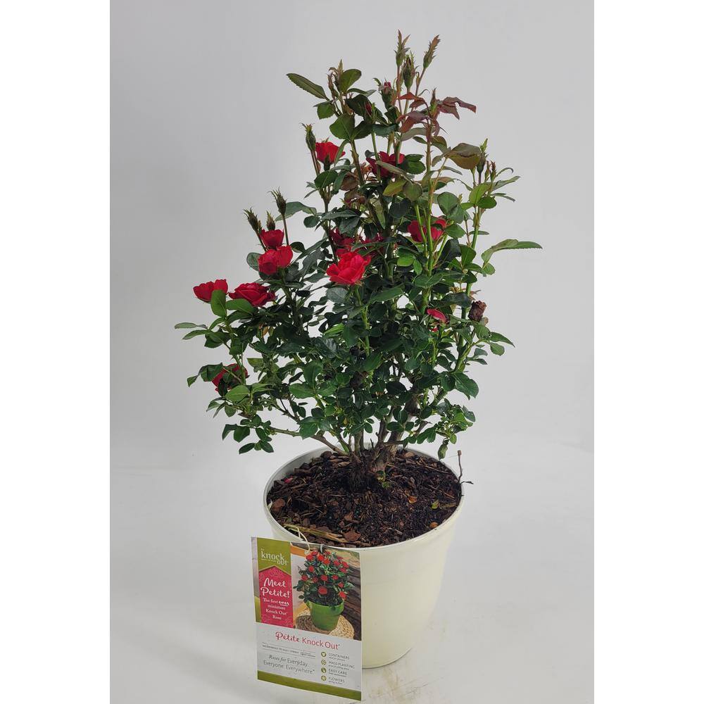 KNOCK OUT 2 Gal. Petite Knock Out Rose Bush with Red Flowers KOROS2PRD1PK