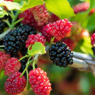 Perfect Plants 4 ft. to 5 ft. Tall Dwarf Everbearing Mulberry Tree in Grower's Pot Large Delicious Fruit THD00567