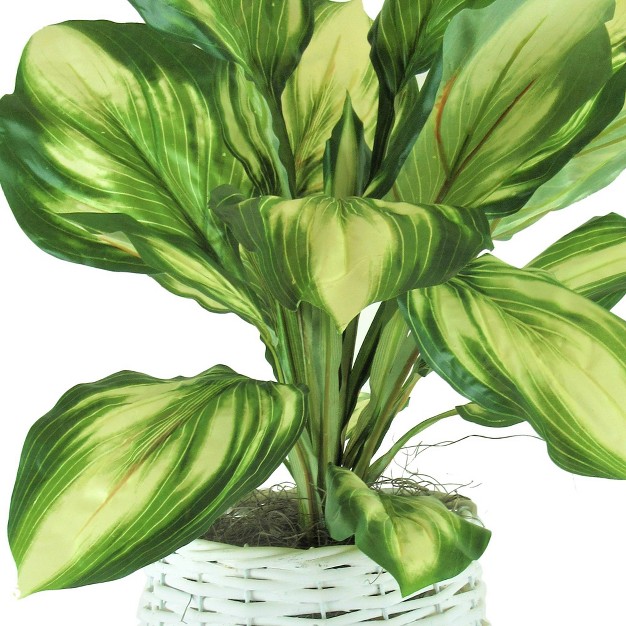 X 14 quot Artificial Hosta Plant In Basket Stand White Lcg Florals