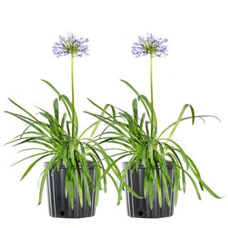 1 Gal. Blue Agapanthus Flowering Shrub (2-Pack) THD00005