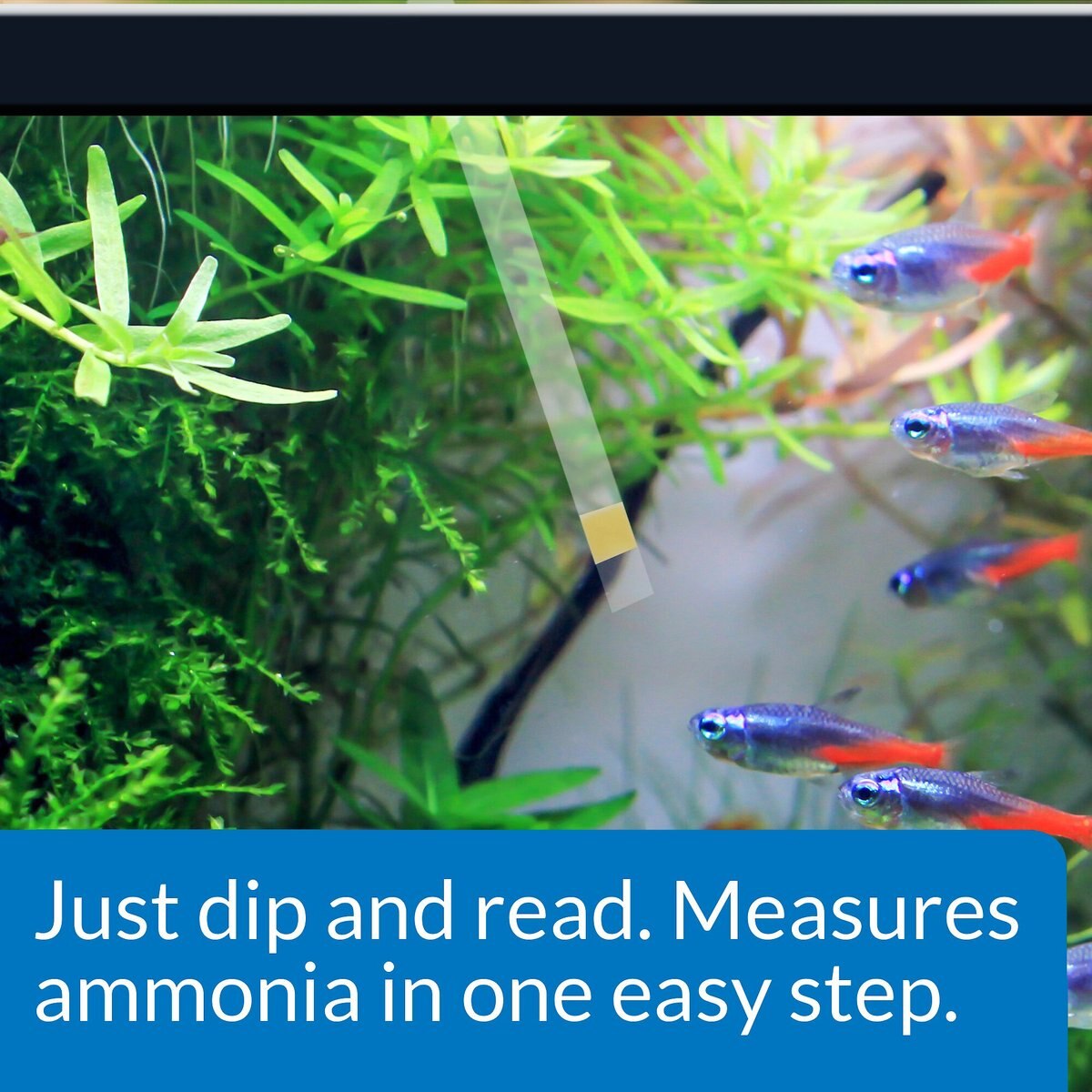 API Ammonia NH3/NH4 Freshwater and Saltwater Aquarium Test Strips