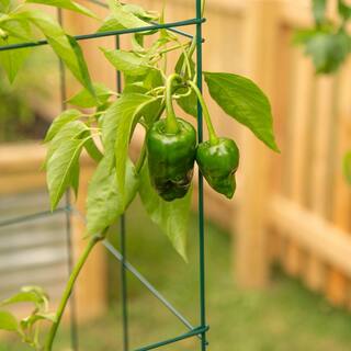 Vigoro 47 in. 4-Panel Wire Tomato Tower 5513