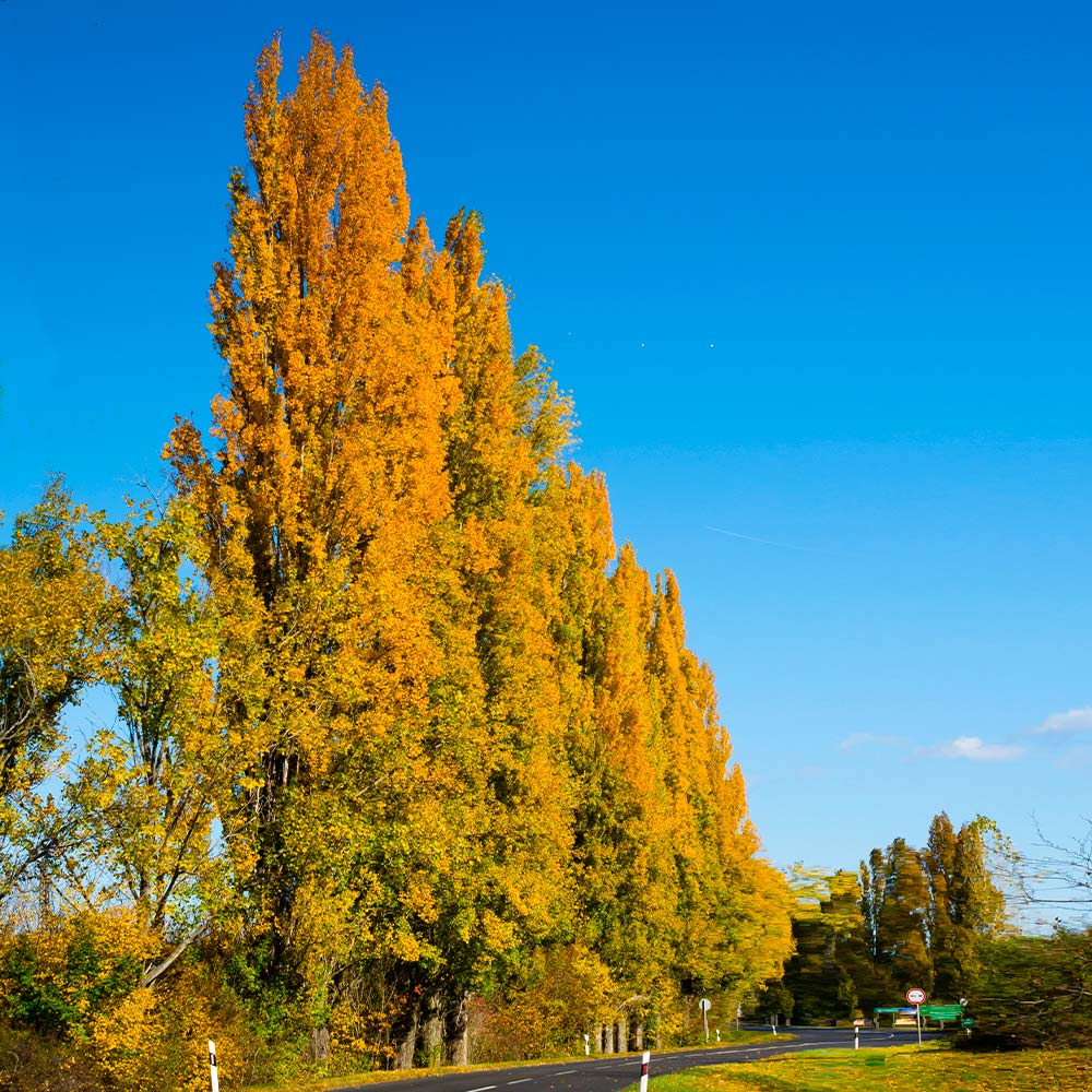 Lombardy Poplar Tree