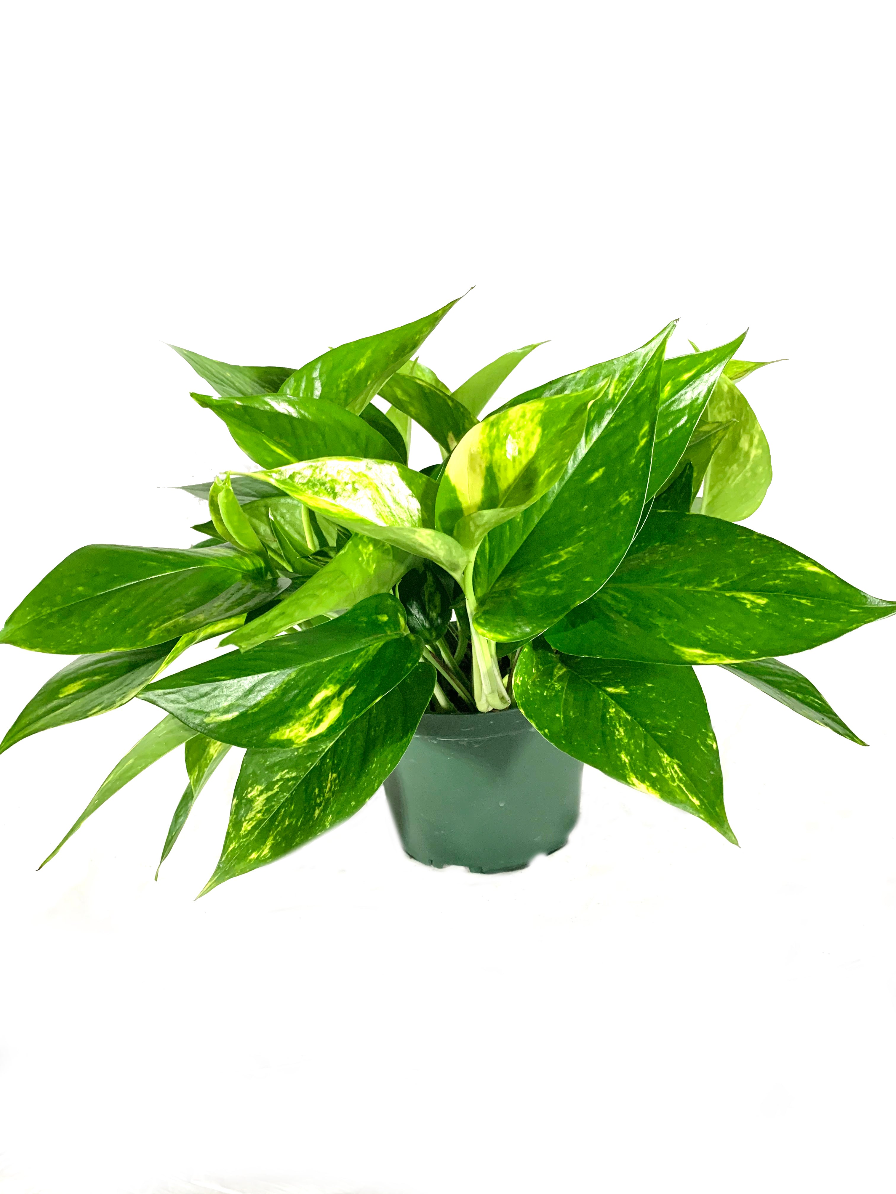 Wekiva Foliage - Devil's Ivy Pothos Plant - Live Plant in a 6 inch Pot - Epipremnum Aureum - Beautiful Easy to Grow Air Purifying Indoor Plant