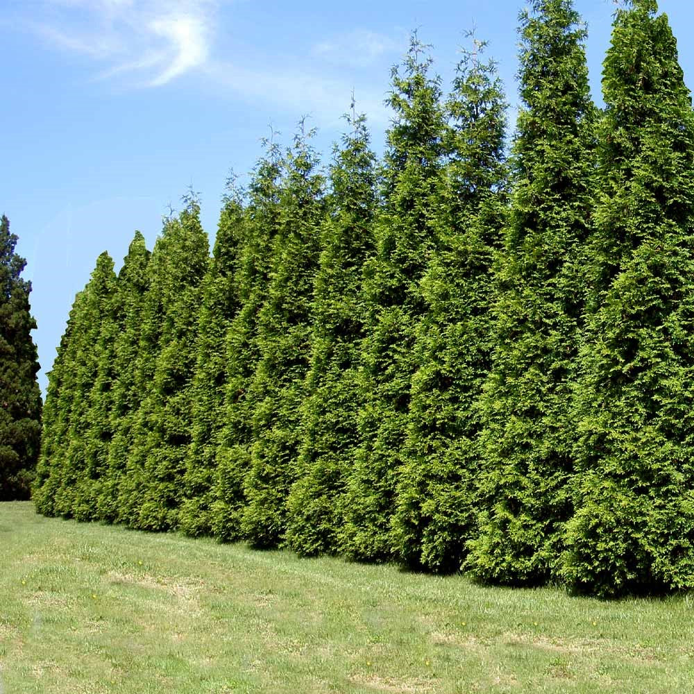 Green Giant Thuja Christmas Tree