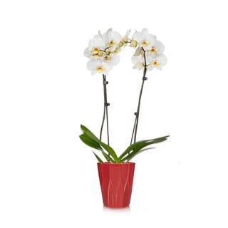 Just Add Ice White 5 in. Holiday Orchid Plant in Ceramic Pot (2-Stems) 208873