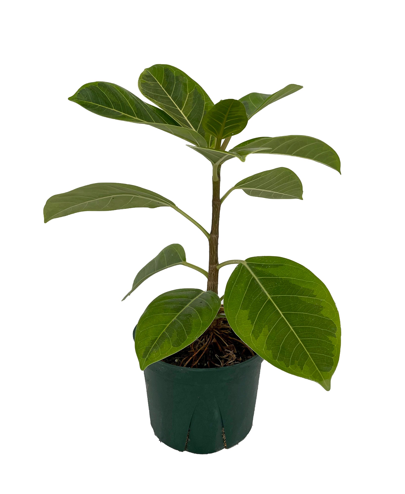 Golden Gem Rubber Tree Plant - Ficus altissima - 6