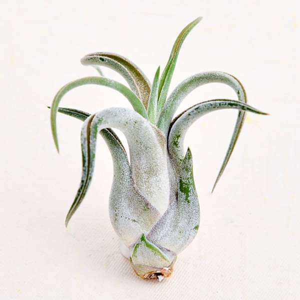 Air Plant, Tillandsia caput medusae (Small) - Plant