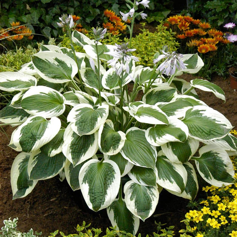 VAN ZYVERDEN Hosta Minuteman (Set of 3 Roots) 83793