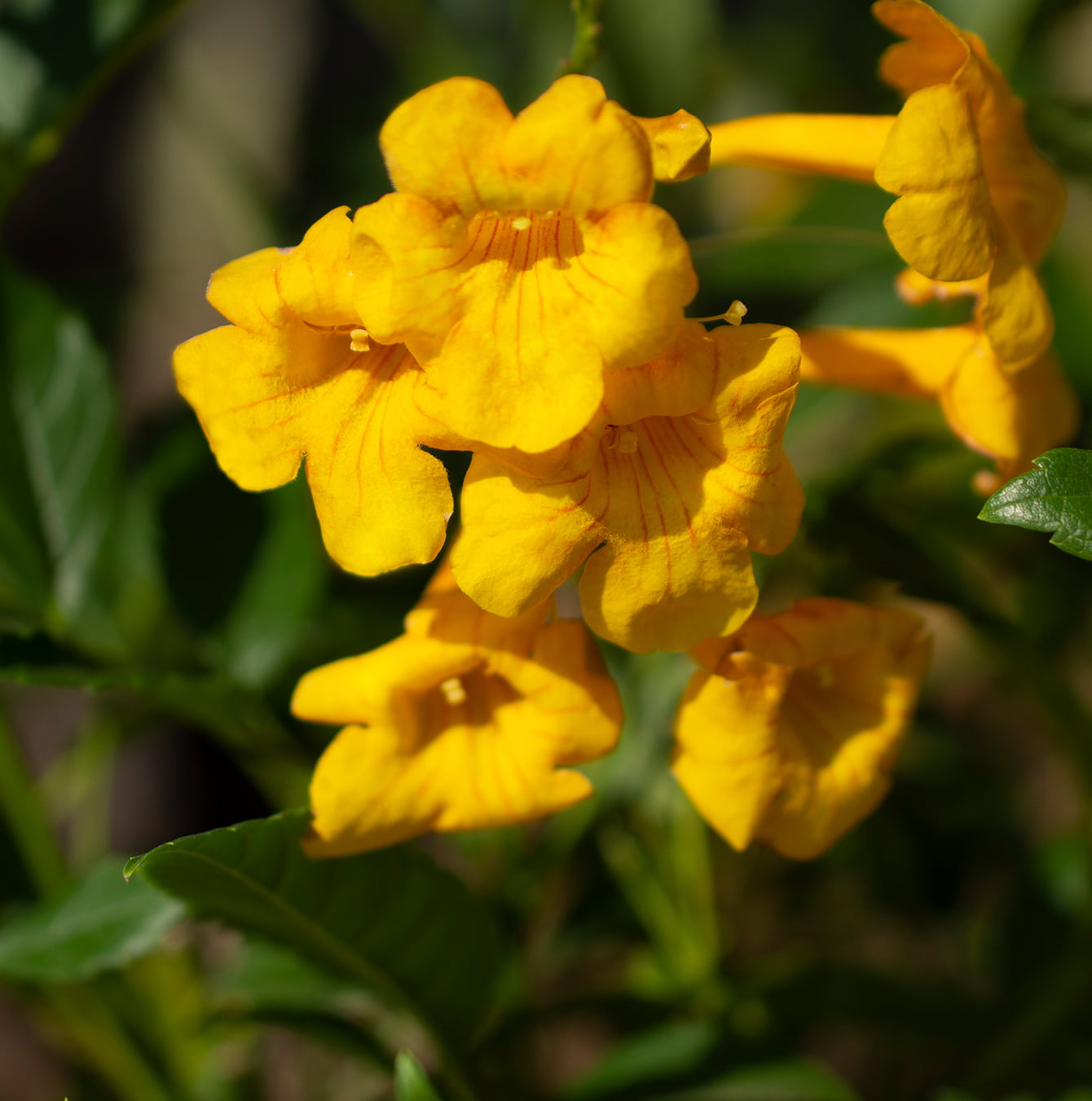 Lone Star Growers by Altman Plants 2Gal Yellow Tecoma Sun Trumpets