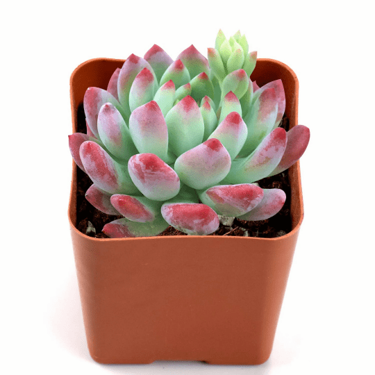 Live Succulent Plant Echeveria Blue Apple Rare Plant Rooted in 2inch Planter Wedding Christmas Home Office Party Decor