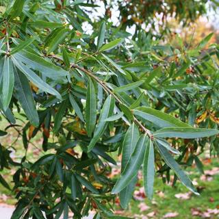 1 Gal. Willow Deciduous Oak Tree OAKWIL01G