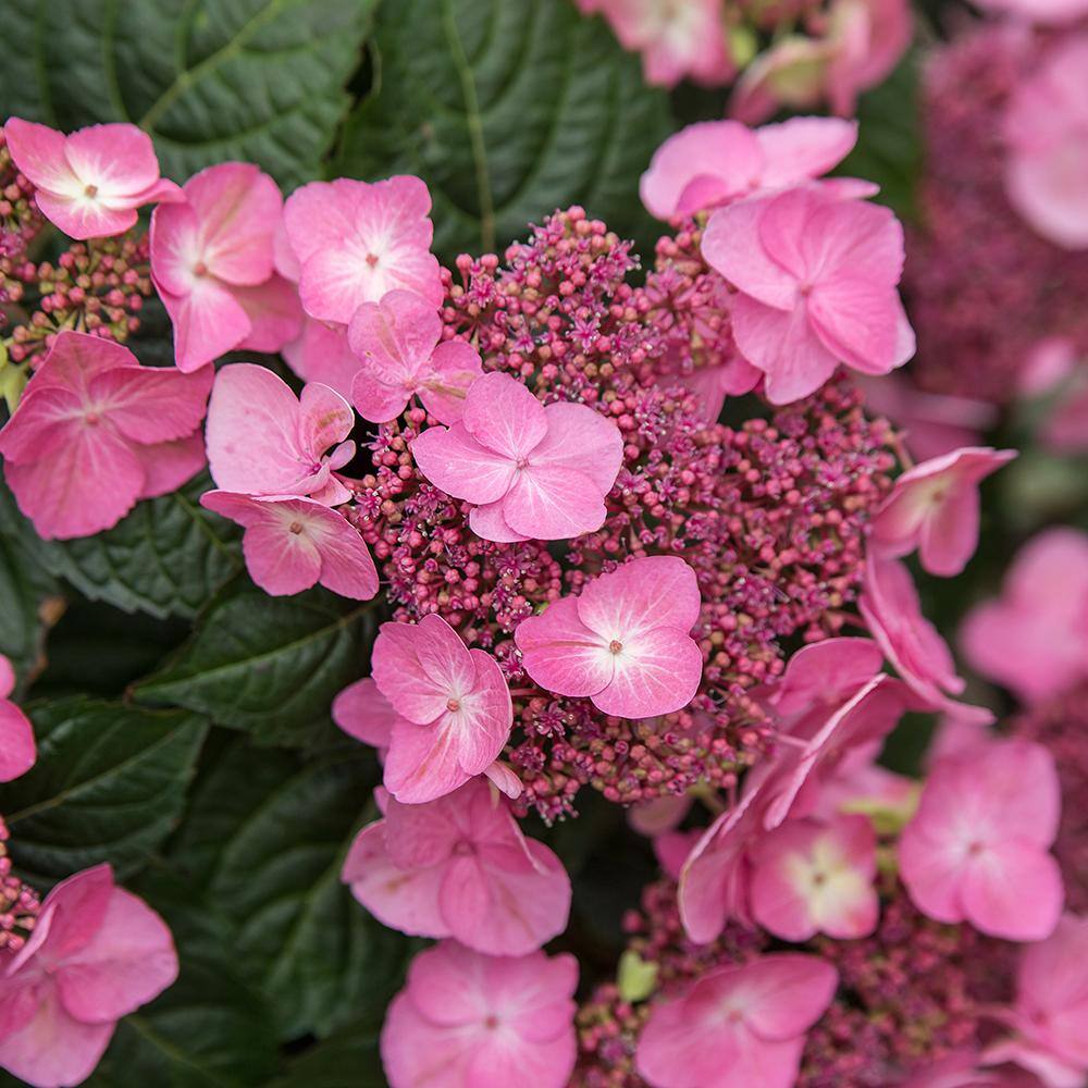Endless Summer 2 Gal. Pop Star Hydrangea Shrub with Blue or Pink Lacecap Flowers 17206