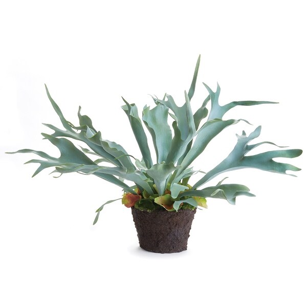 Staghorn Fern DropIn 21