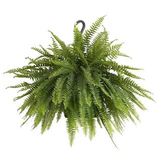 United Nursery Boston Fern Plant in 9.25 in. Hanging Basket 21276