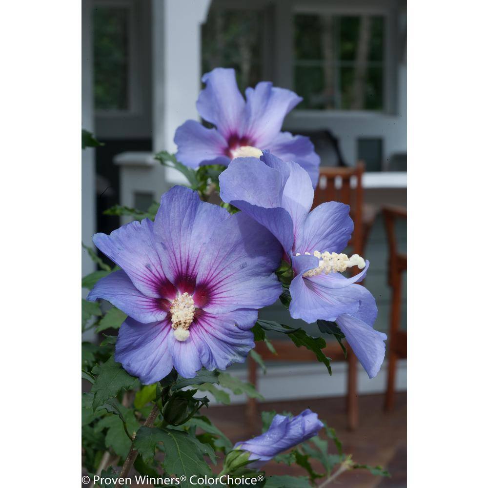 PROVEN WINNERS 1 Gal. Azurri Blue Satin Rose of Sharon (Hibiscus) Live Shrub Blue Flowers HIBPRC1046101