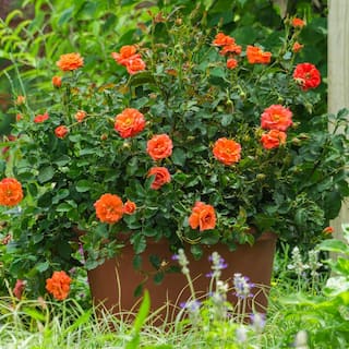 Spring Hill Nurseries Apricot Princess Shrub Rose Dormant Bare Root Starter Plant (1-Pack) 93598