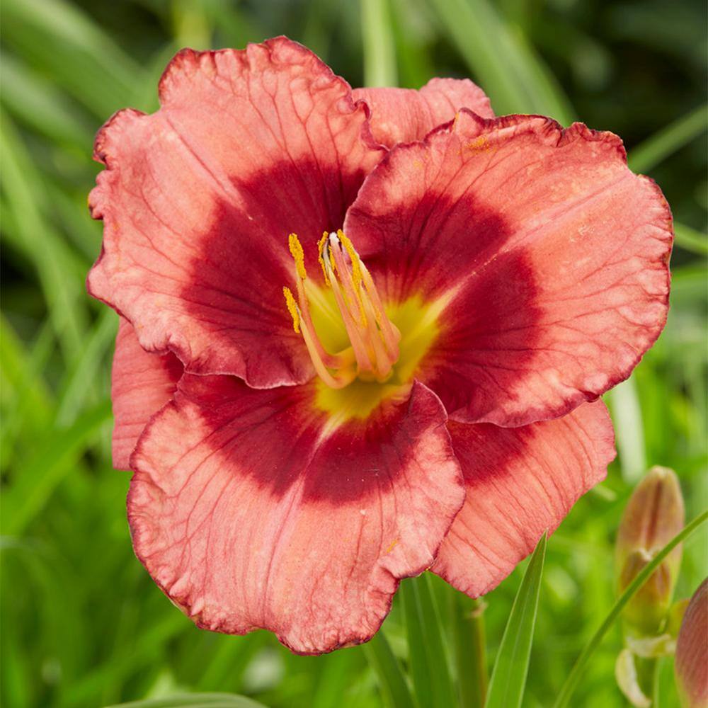 VAN ZYVERDEN Daylilies Dan Mahony (Set of 5 Roots) 83495