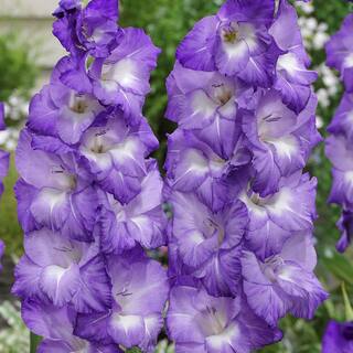 VAN ZYVERDEN Gladiolus Large Flowering Nori (Set  of 12 Bulbs) 84514