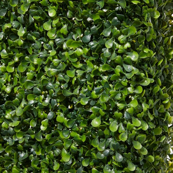 Exclusive and Utmost Beautiful Boxwood Hedge